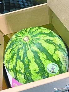 吃瓜专家,吃瓜专家带你领略明星幕后故事