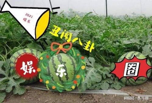 娱乐吃瓜大瓜,独家揭秘明星们的幕后故事